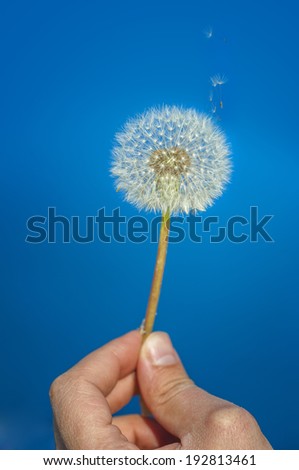 dandelion flower in hand on blue background