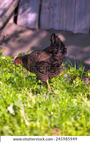 Chicken grazing on grass