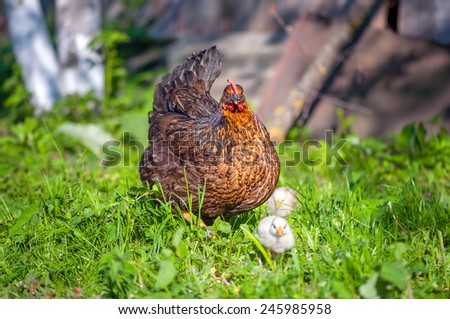 Chicken grazing on grass