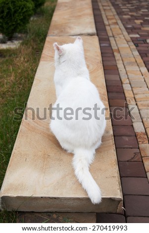 white cat sitting back on brown floor