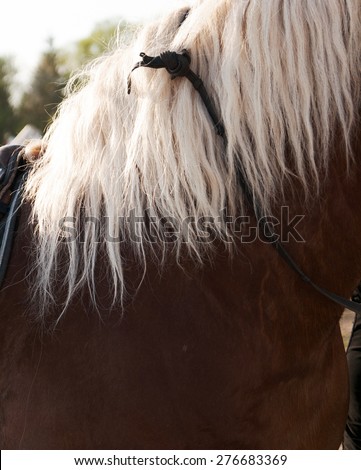 beautiful brown horse with white mane in the light of the sun