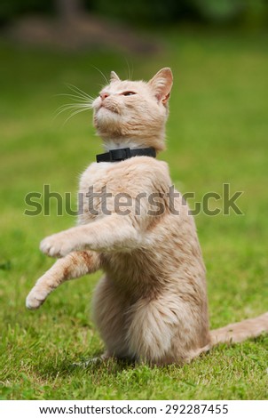 peach-colored cat ready to jump on the grass