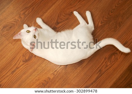 Pregnant white cat lies on the floor. fat cat is a top view