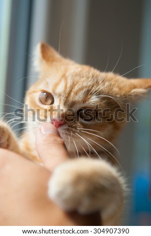 ginger kitten lying on white window sill and attacks on human hand