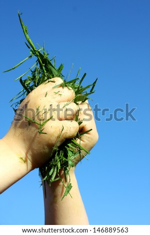 close up of a young child\'s hands holding fresh cut grass clippings in front of a blue summer sky