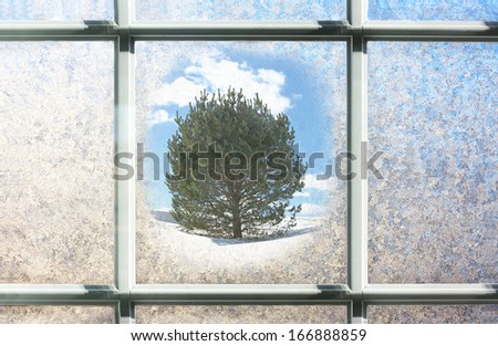 background of a window with white square panes in the winter, frosted over with ice, with hints of blue on white. Center is melted away to reveal a single Pine Tree Outside in the snow.