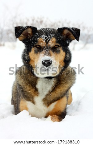 A beautiful young German Shepherd mix breed dog is laying outside in the snow on a winter day, looking at the camera as his nose is covered in snow flakes.
