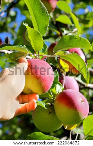 A woman's hand is reaching up into an apple tree and picking a fresh ripe Cortland Apple Fruit at an Orchard.