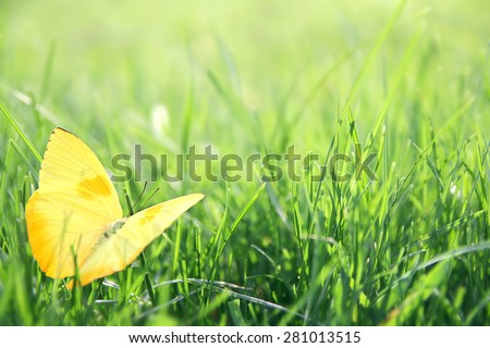 A small, yellow Orange Barred Sulphur Butterfly is landed in the long green grass, framing the corner of a bokeh background.  Shallow depth of field.