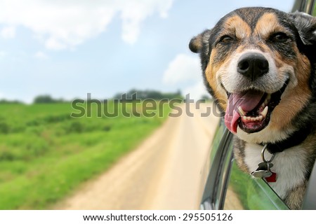 A happy German Shepherd Mix breed dog is hanging is tongue out of his mouth with his ears blowing in the wind as he sticks his head out a moving and driving car window.