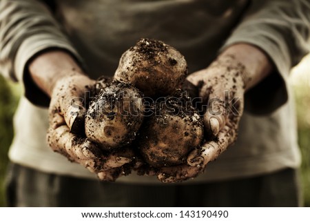 Fresh Potatoes In Farmer'S Hands.