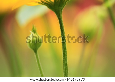 Beautiful summer flowers photographed from an unusual angle