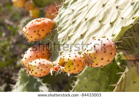 prickly pears cactus fruits