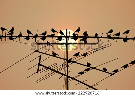 television antenna  with a bird on sunset