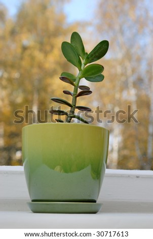 Jade plant or money tree on window sill