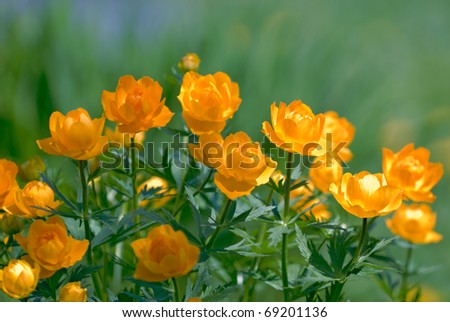 Orange flowers Trollius Asiaticus