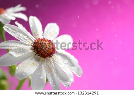 Closeup of white daisy on pink background