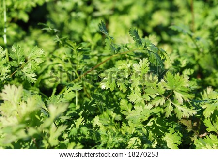 chinese herb field