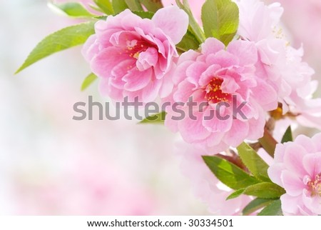 Pink Flowers--Peach blossom