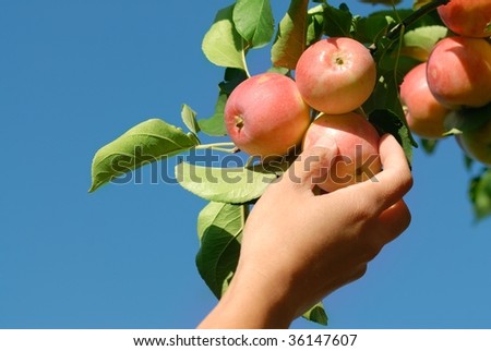 Hand picking ripe red apple