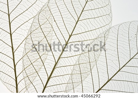 Dried rubber tree skeleton leaves background
