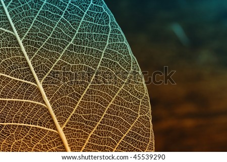 Dried Leaf skeleton,closeup