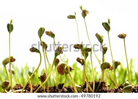 germination of seed. bean seed germination with