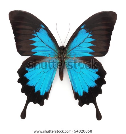 Butterfly on Blue Butterfly Isolated On White Background Stock Photo 54820858