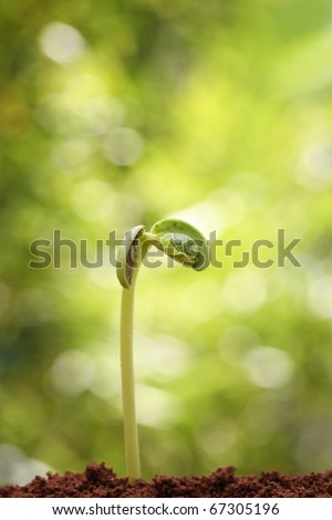 Young plant growing in sunshine