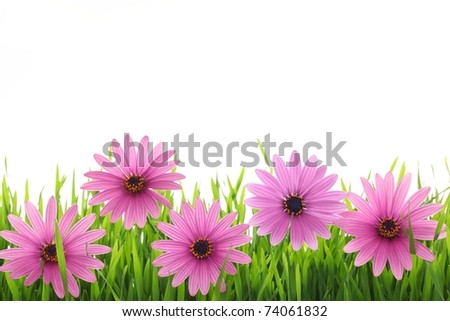 Pink+daisy+flower+clip+art