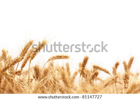 Wheat ears isolated on white.