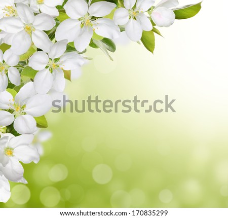 Spring peach blossom on green background
