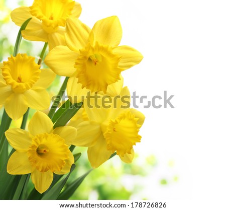 Bouquet of daffodil flower on white background