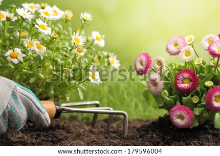 Planting Flowers in a garden