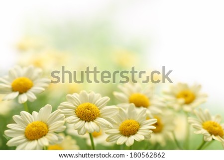 Daisy flower in the field,Closeup