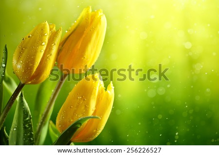 Closeup of fresh tulip flowers on green background