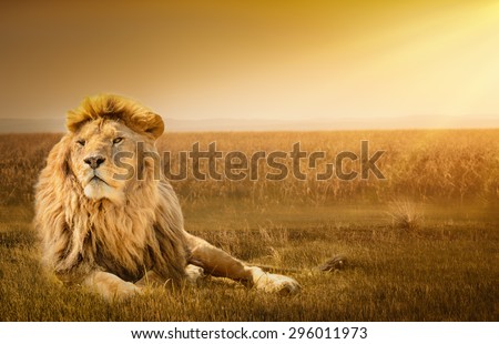 Big male lion lying on the grass