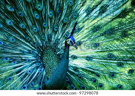 peacock with fully fanned tail
