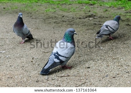 Three pigeons on the ground.