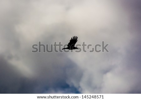 Flying bird silhouette, clouds and blue sky in background.