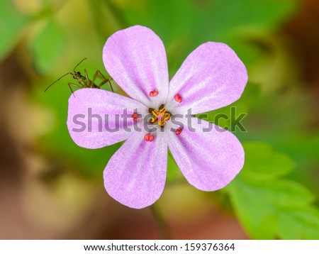 Close up of a green insect with red eyes peeping out from a pink flower (Geranium robertianum).