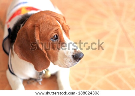 Beagle dog laying on floor and looking outside