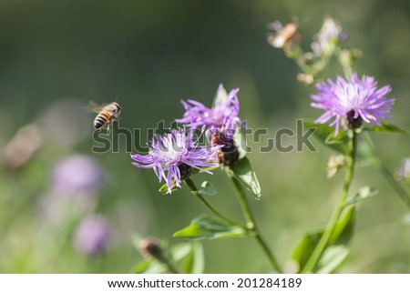 bee fly on flower