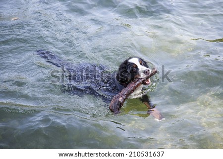 Bernese Mountain Dog playing in water