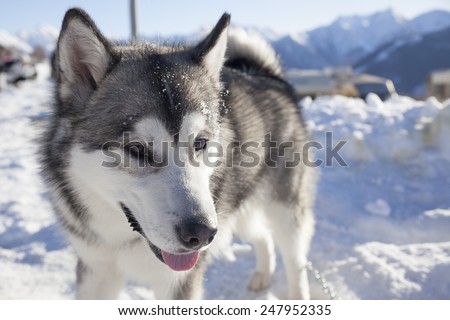 11th Alaskan Malamute Dog Sledding Day 23/01/2015 - 25/01/2015 - Alpe Giumello (Casargo) Italy