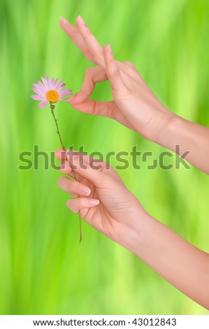 loves or not loves me, plucking off the petals of a chamomile
