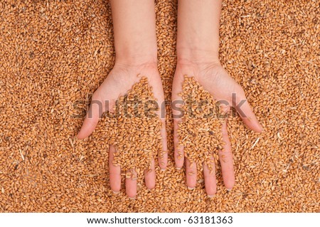 Woman holds the grain for evaluating quality of the crop wheat