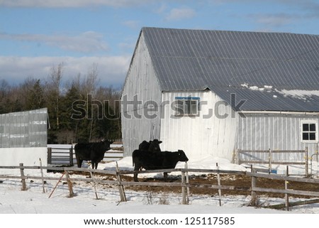 Black cows beside a grey barn in winter