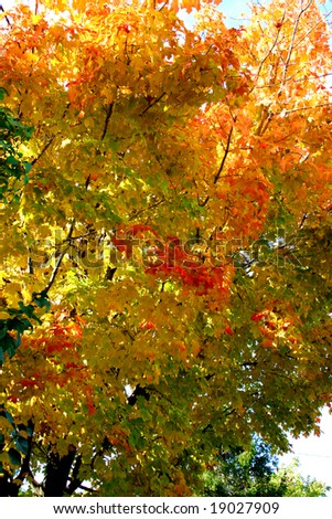 A maple tree full of colored leaves in the fall