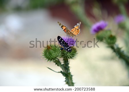 orange butterfly and black  butterfly  on a purple thorn flower